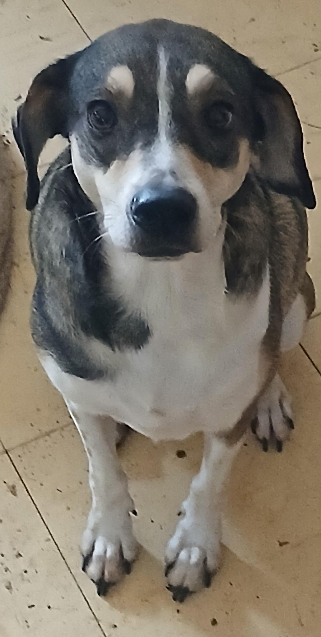 Mindy, Adoptable, Young Female Beagle.