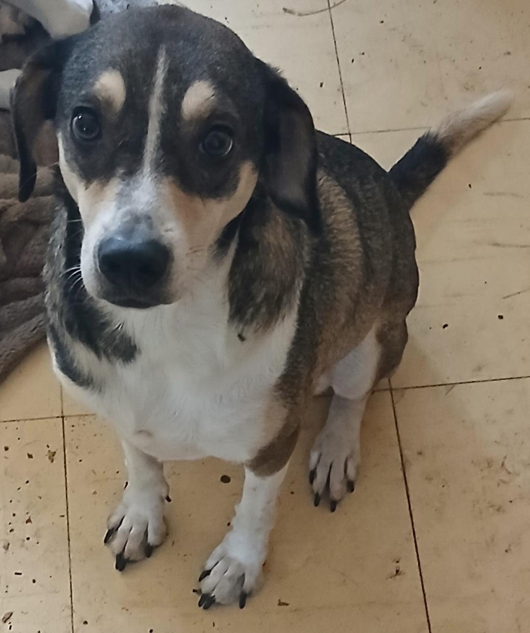 Enlarge Mindy, a Adoptable mixed breed in Mena, AR image 2/3