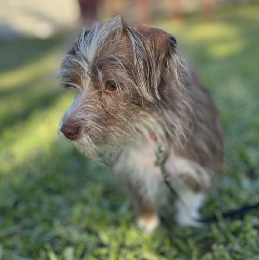 Dolly PAWton, Adoptable, Young Female Australian Shepherd & Miniature Poodle.