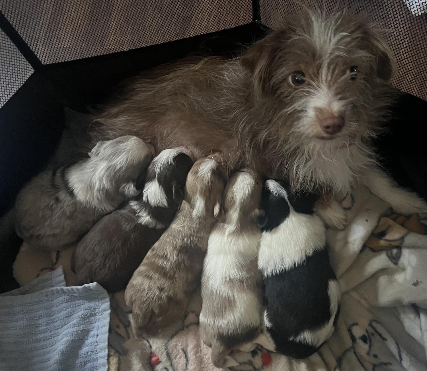 Enlarge Dolly PAWton, a Adoptable mixed breed in Arlington, TX image 3/4