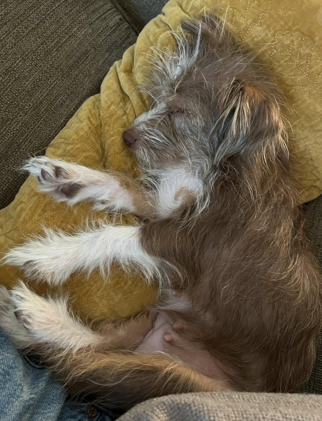 Dolly PAWton, a Adoptable mixed breed in Arlington, TX image 3/4