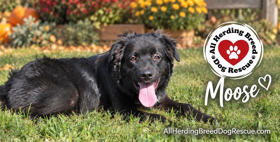 Enlarge Moose, a Adoptable mixed breed in Joliet, IL image 5/5