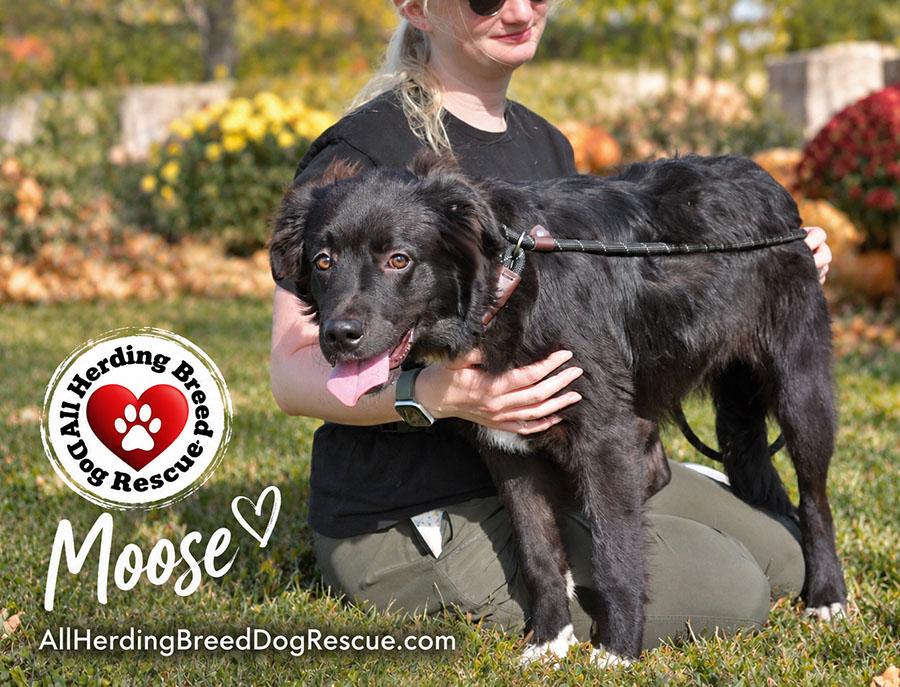 Enlarge Moose, a Adoptable mixed breed in Joliet, IL image 4/5