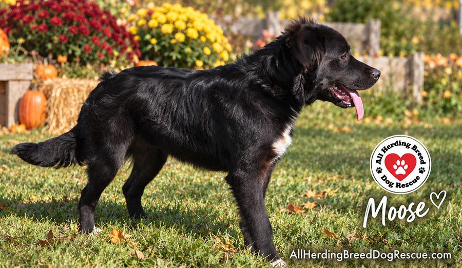 Enlarge Moose, a Adoptable mixed breed in Joliet, IL image 3/5