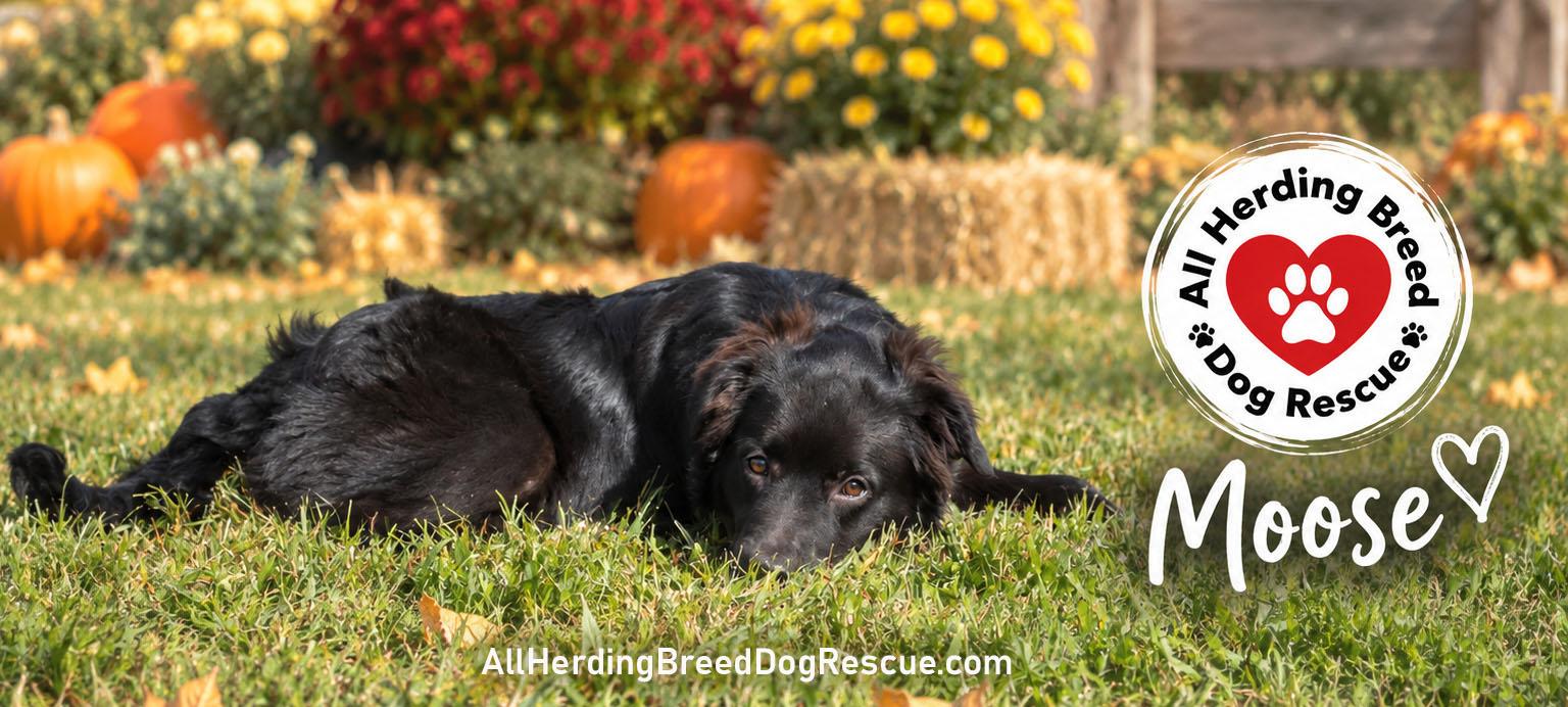Enlarge Moose, a Adoptable mixed breed in Joliet, IL image 2/5