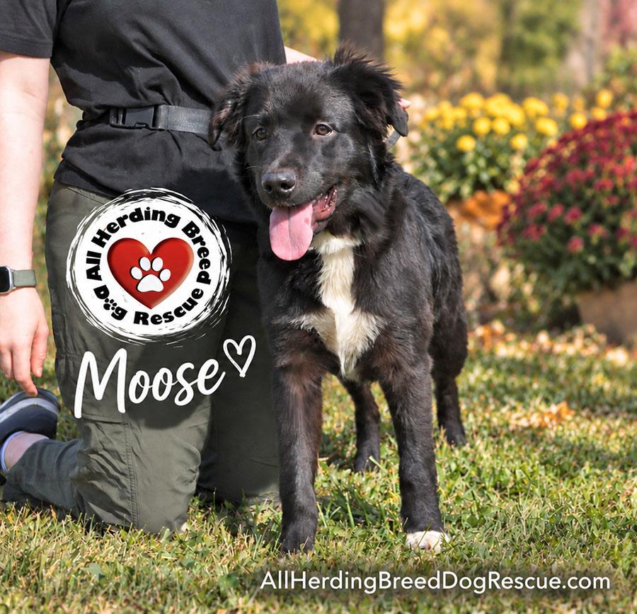 Enlarge Moose, a Adoptable mixed breed in Joliet, IL image 1/5