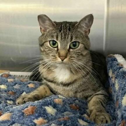 Savannah, Adoptable, Young Female Domestic Short Hair.