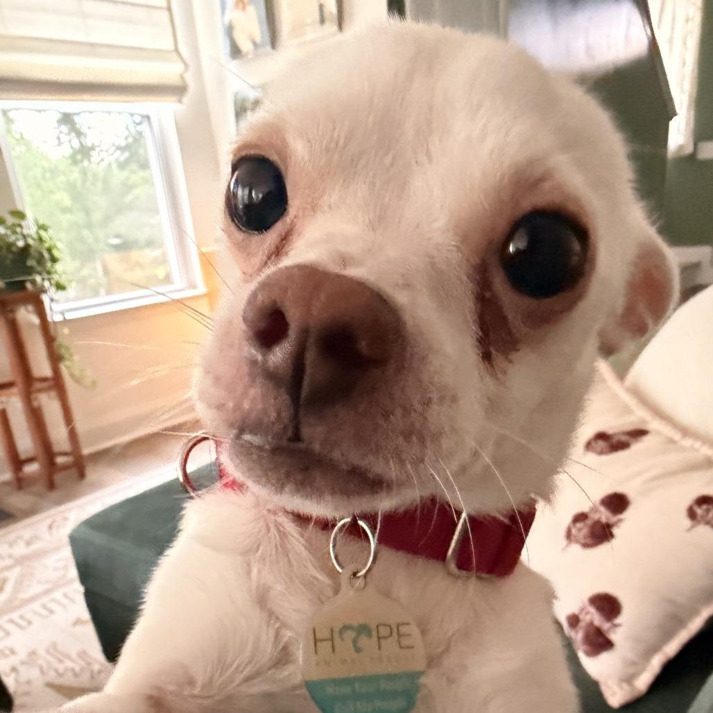 Zero, Adoptable, Adult Male Chihuahua & Mixed Breed.