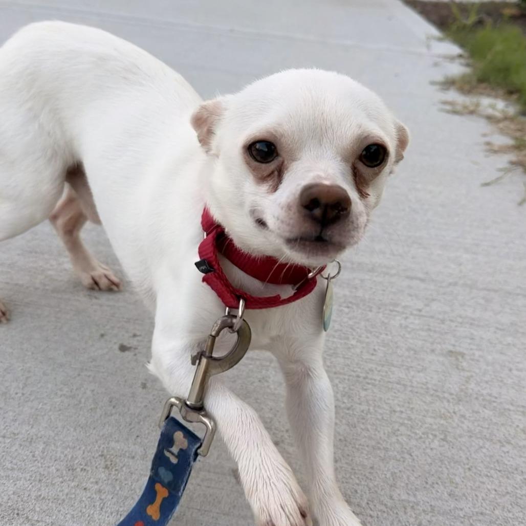 Zero, a Adoptable mixed breed in Durham, NC image 2/6