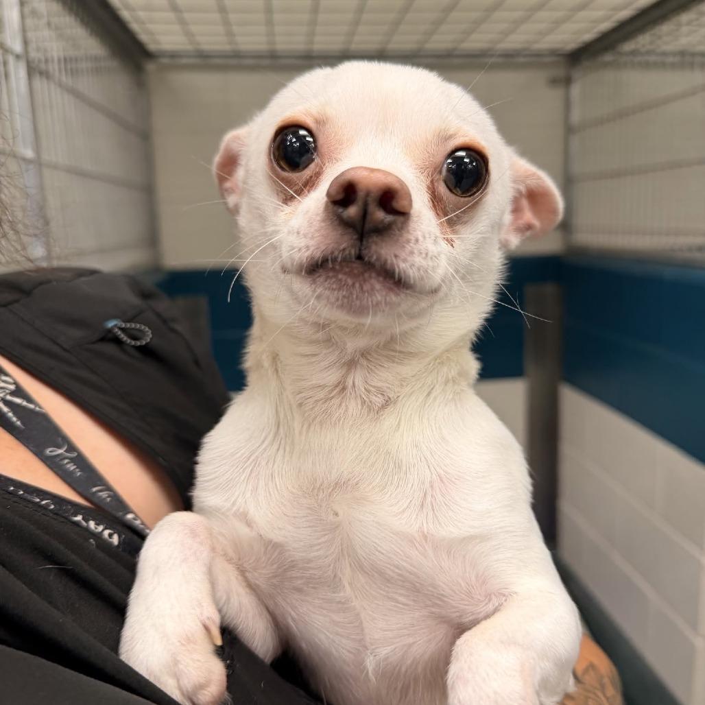Zero, a Adoptable mixed breed in Durham, NC image 3/6