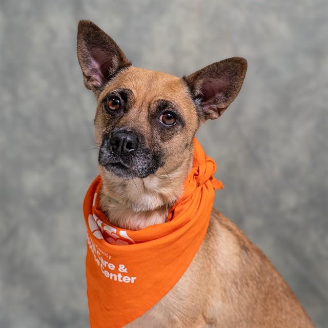Enlarge MAMA, a Adoptable mixed breed in Albuquerque, NM image 1/1