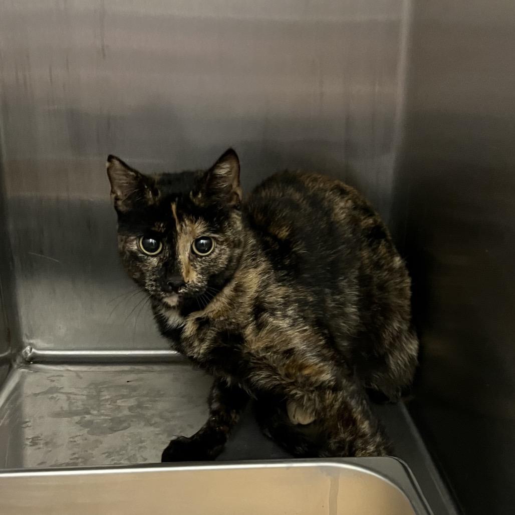 Shanel, Adoptable, Adult Female Domestic Short Hair.