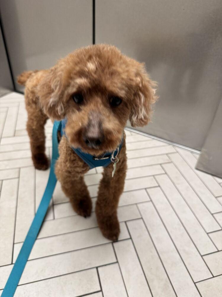 Atom, Adoptable, Adult Male Poodle.