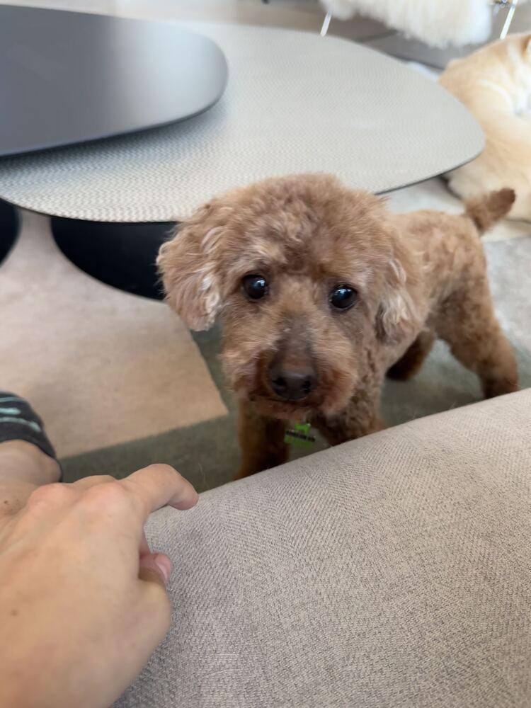 Enlarge Atom, a Adoptable Poodle in Long Island City, NY image 2/6