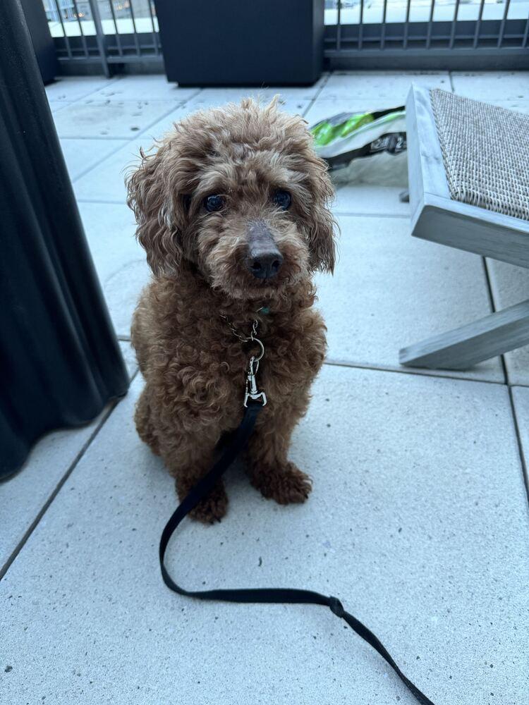 Enlarge Atom, a Adoptable Poodle in Long Island City, NY image 3/6