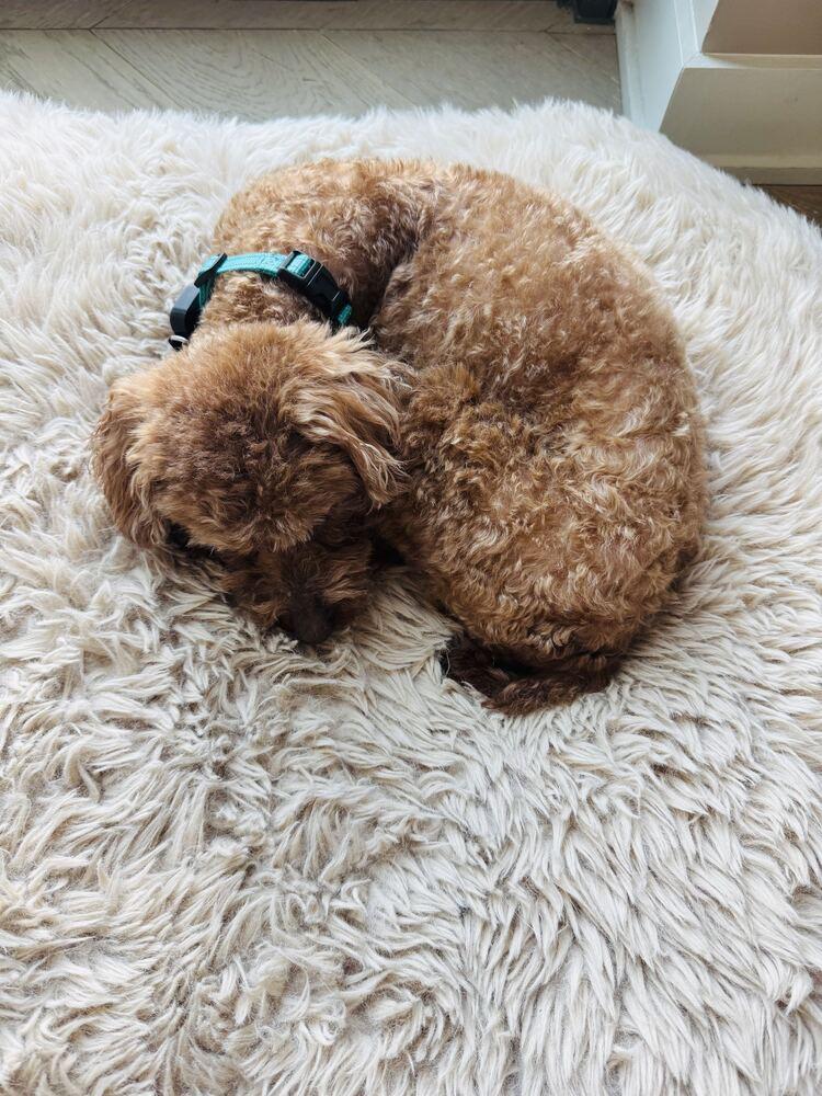 Enlarge Atom, a Adoptable Poodle in Long Island City, NY image 4/6