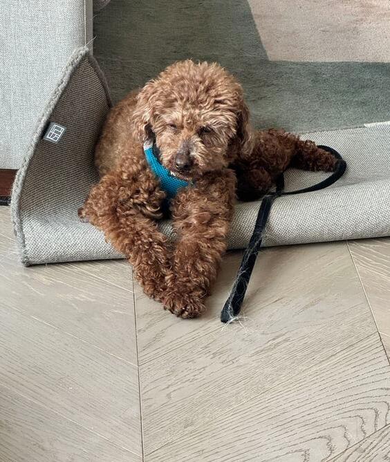 Enlarge Atom, a Adoptable Poodle in Long Island City, NY image 5/6