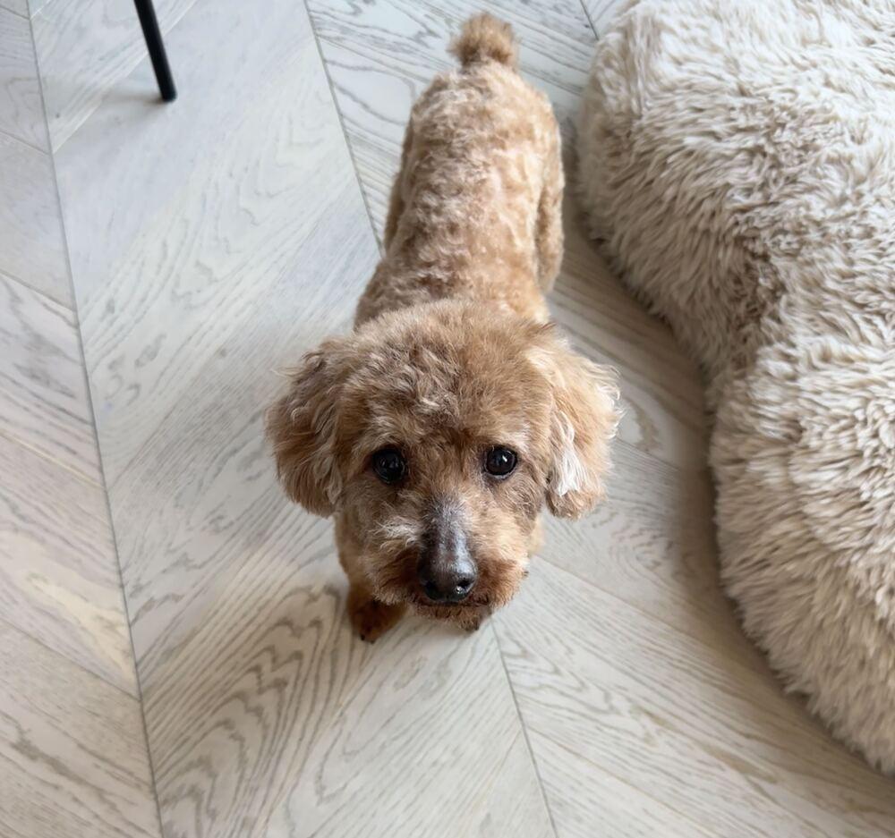 Enlarge Atom, a Adoptable Poodle in Long Island City, NY image 6/6