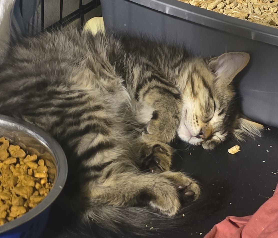 Yogi, a ADOPTABLE Domestic Long Hair in Stevensville, ON image 2/2