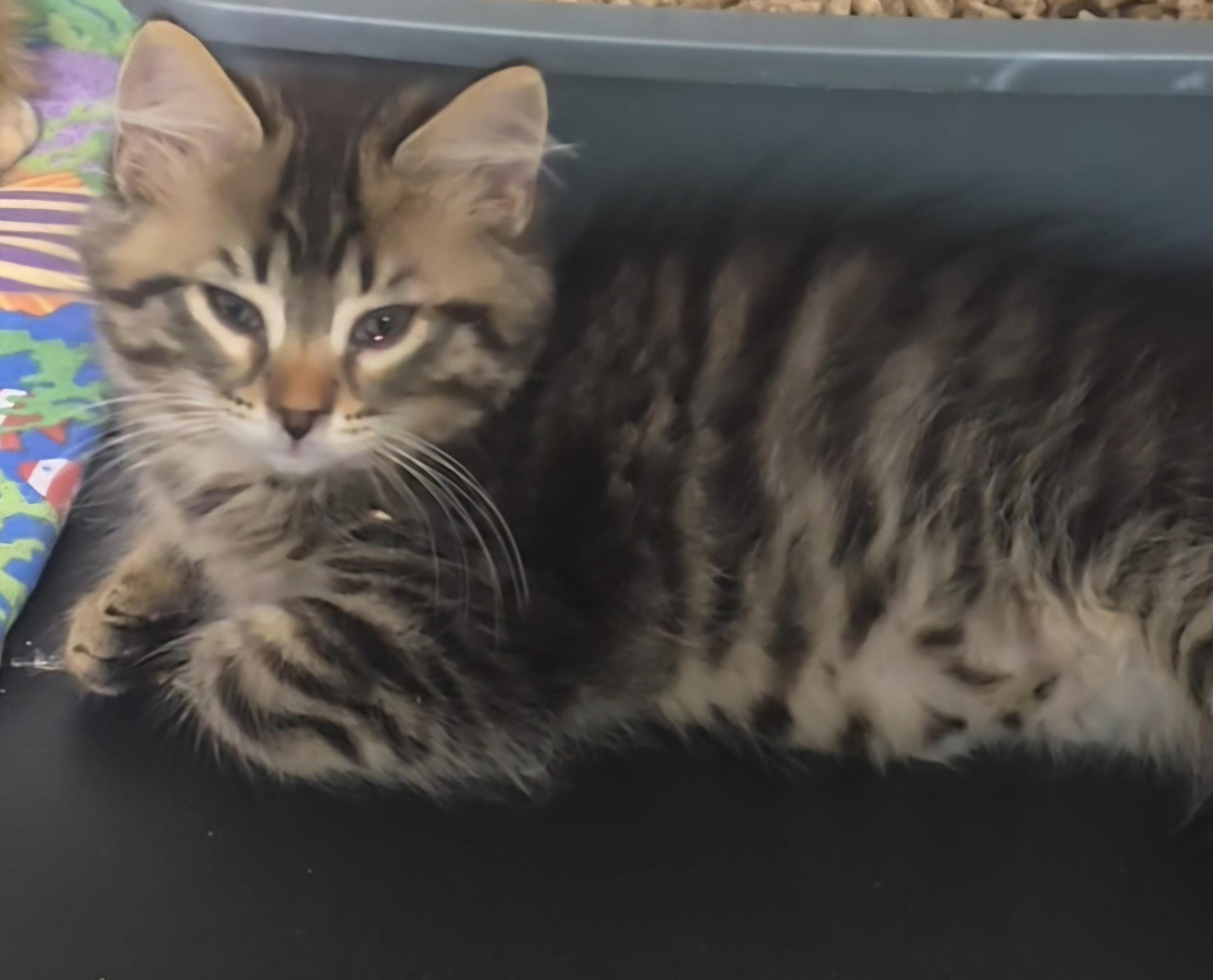 Yogi, a ADOPTABLE Domestic Long Hair in Stevensville, ON image 1/2