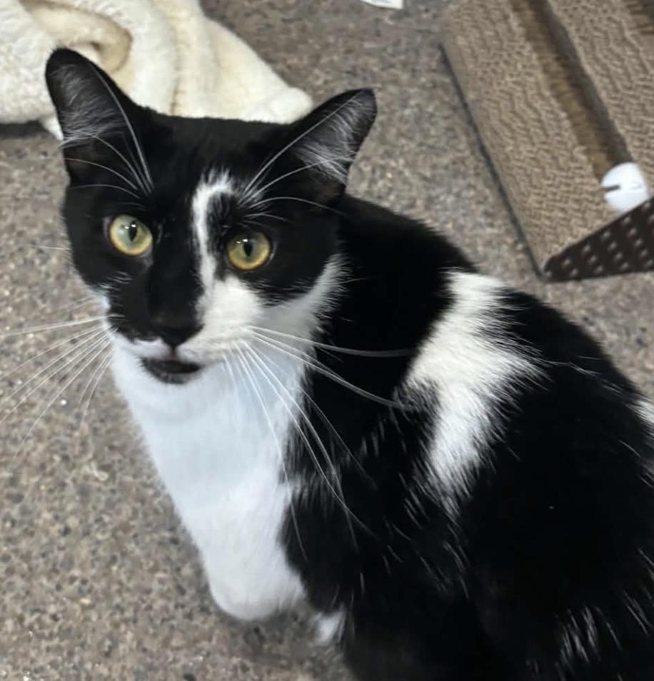 Oreo, Adoptable, Young Male Domestic Short Hair.
