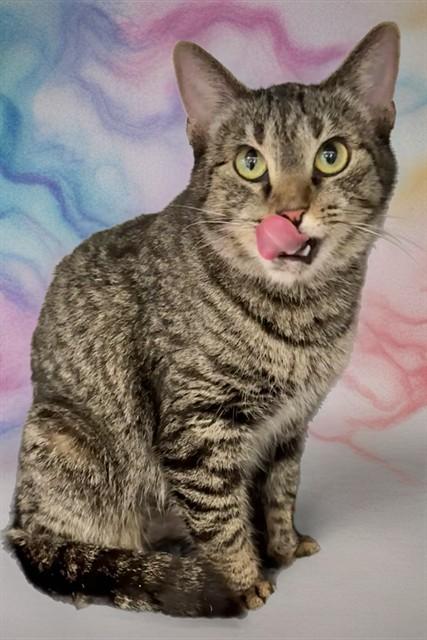 Enlarge MORGAN, a Adoptable Domestic Short Hair in Sarasota, FL image 1/1