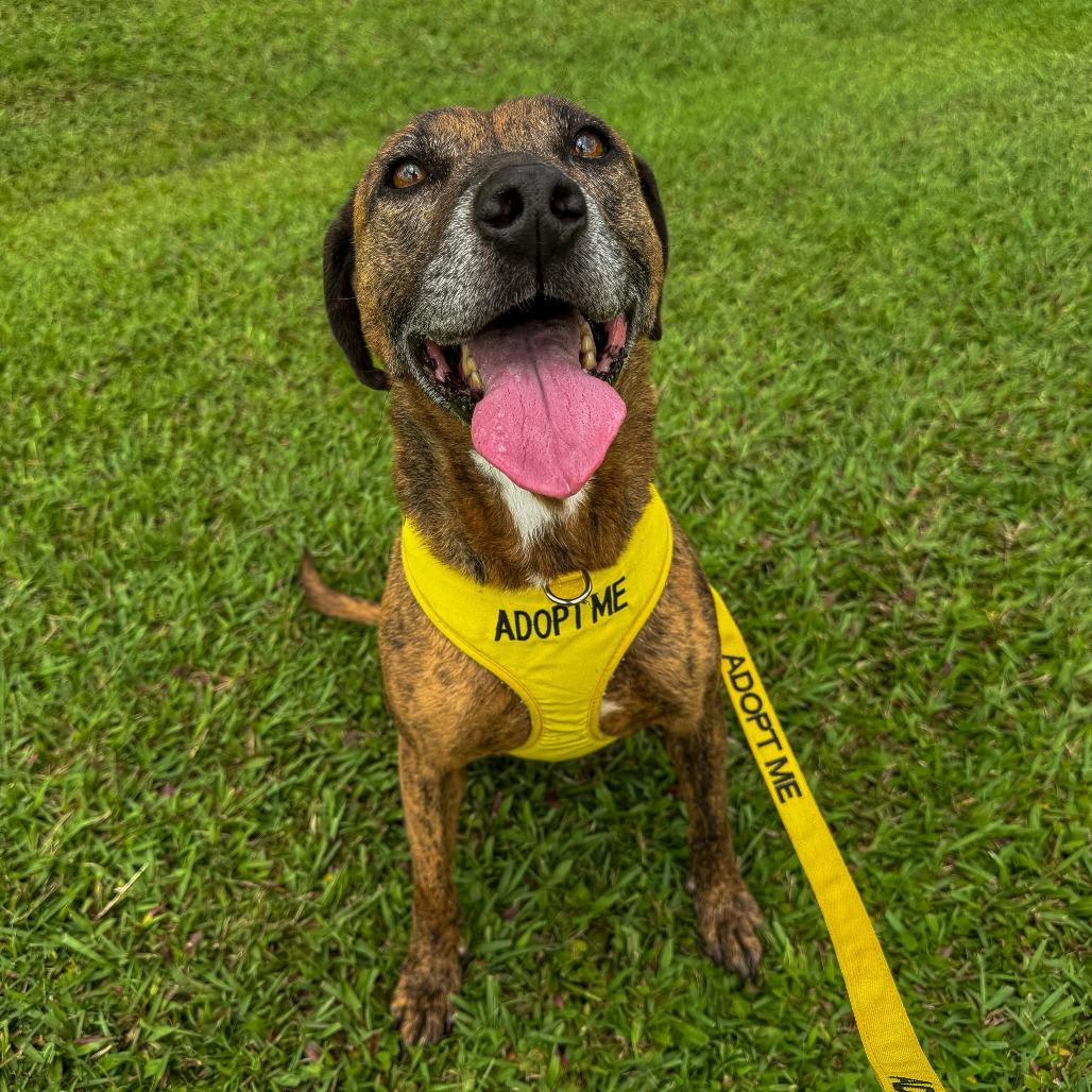 Ellie, Adoptable, Senior Female Mixed Breed.