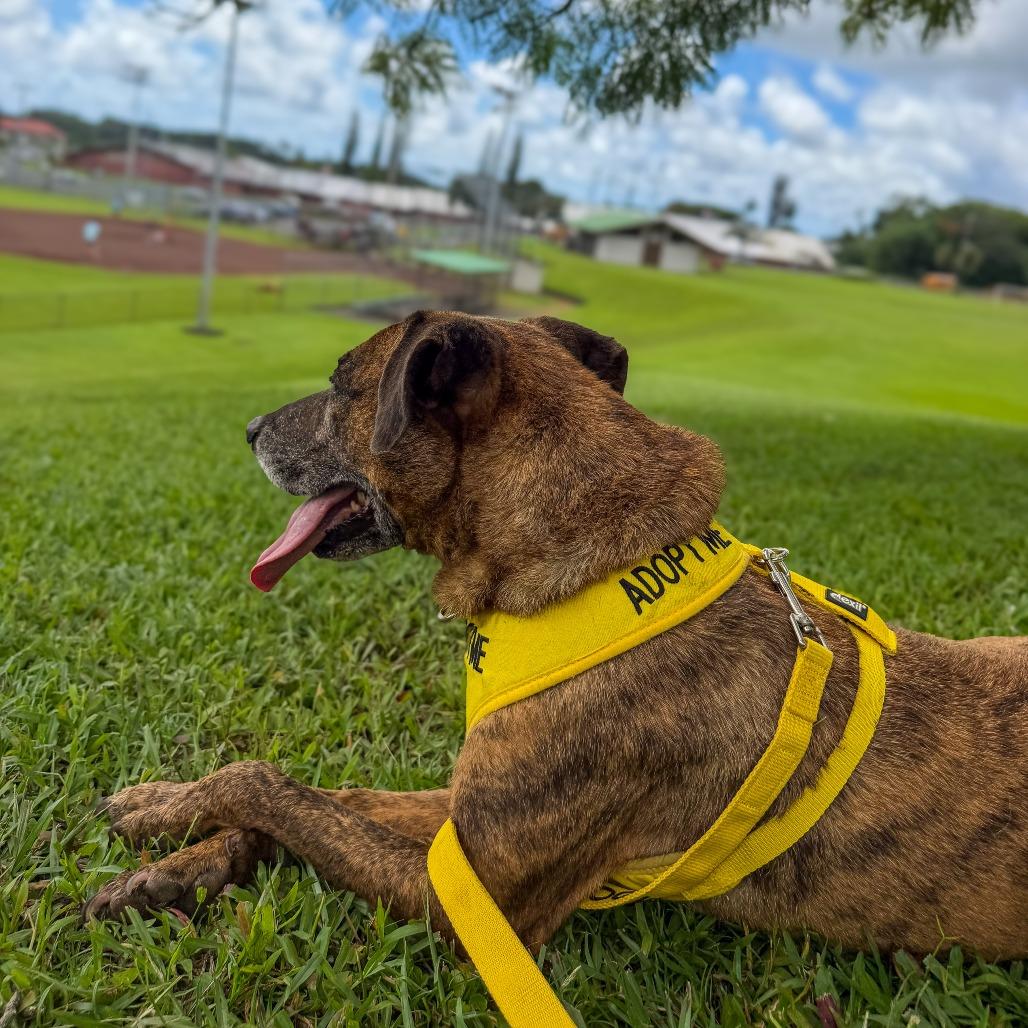 Enlarge Ellie, a Adoptable Mixed Breed in Keaau, HI image 2/6