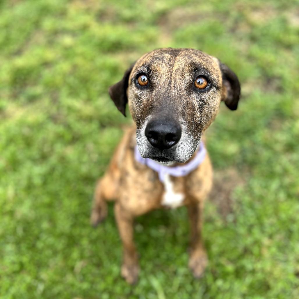 Enlarge Ellie, a Adoptable Mixed Breed in Keaau, HI image 3/6