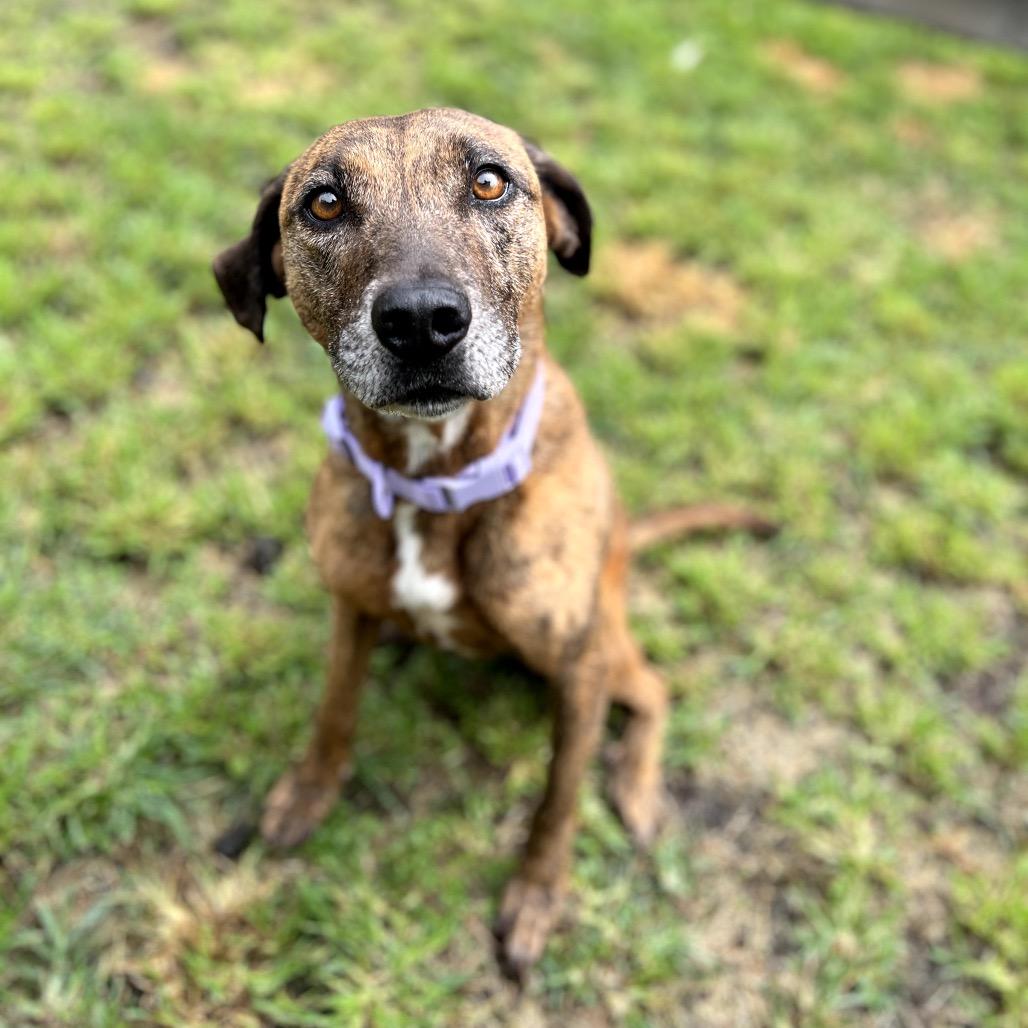 Enlarge Ellie, a Adoptable Mixed Breed in Keaau, HI image 4/6