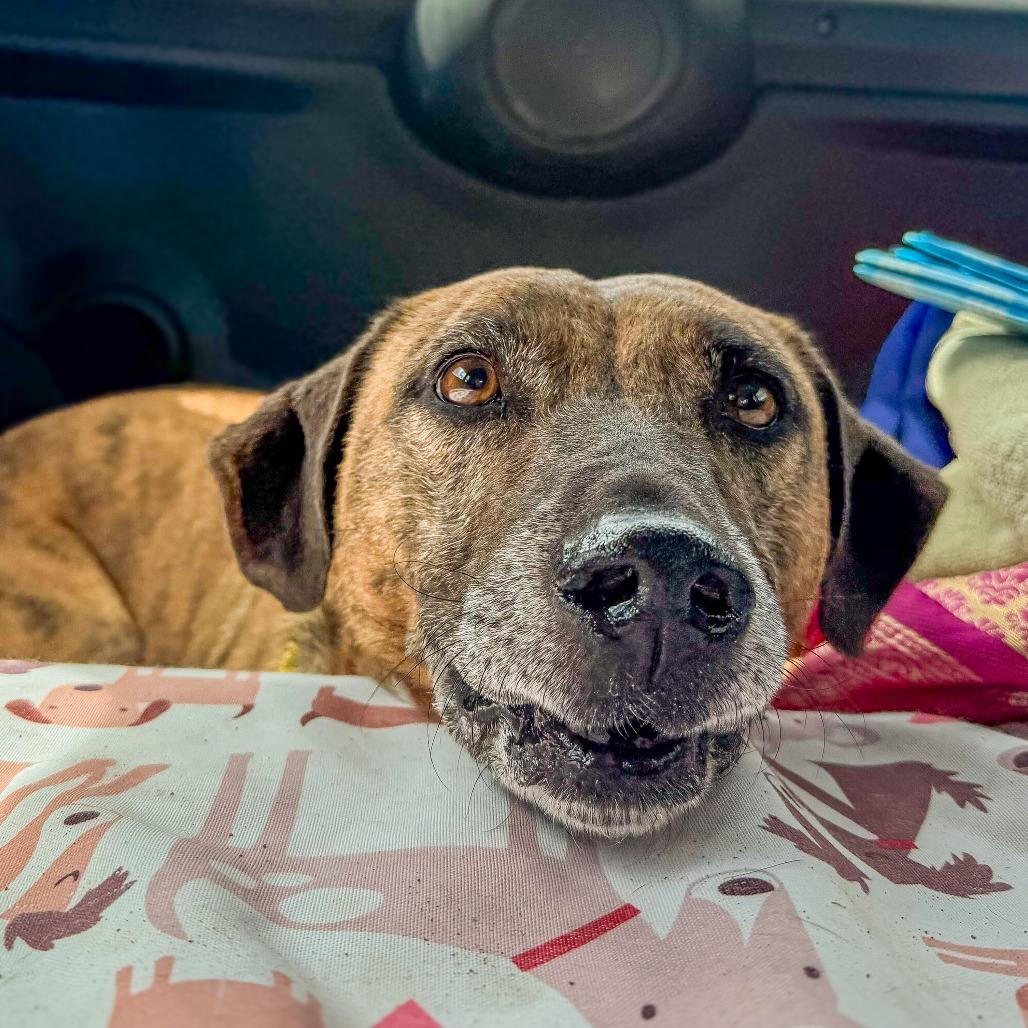 Enlarge Ellie, a Adoptable Mixed Breed in Keaau, HI image 5/6