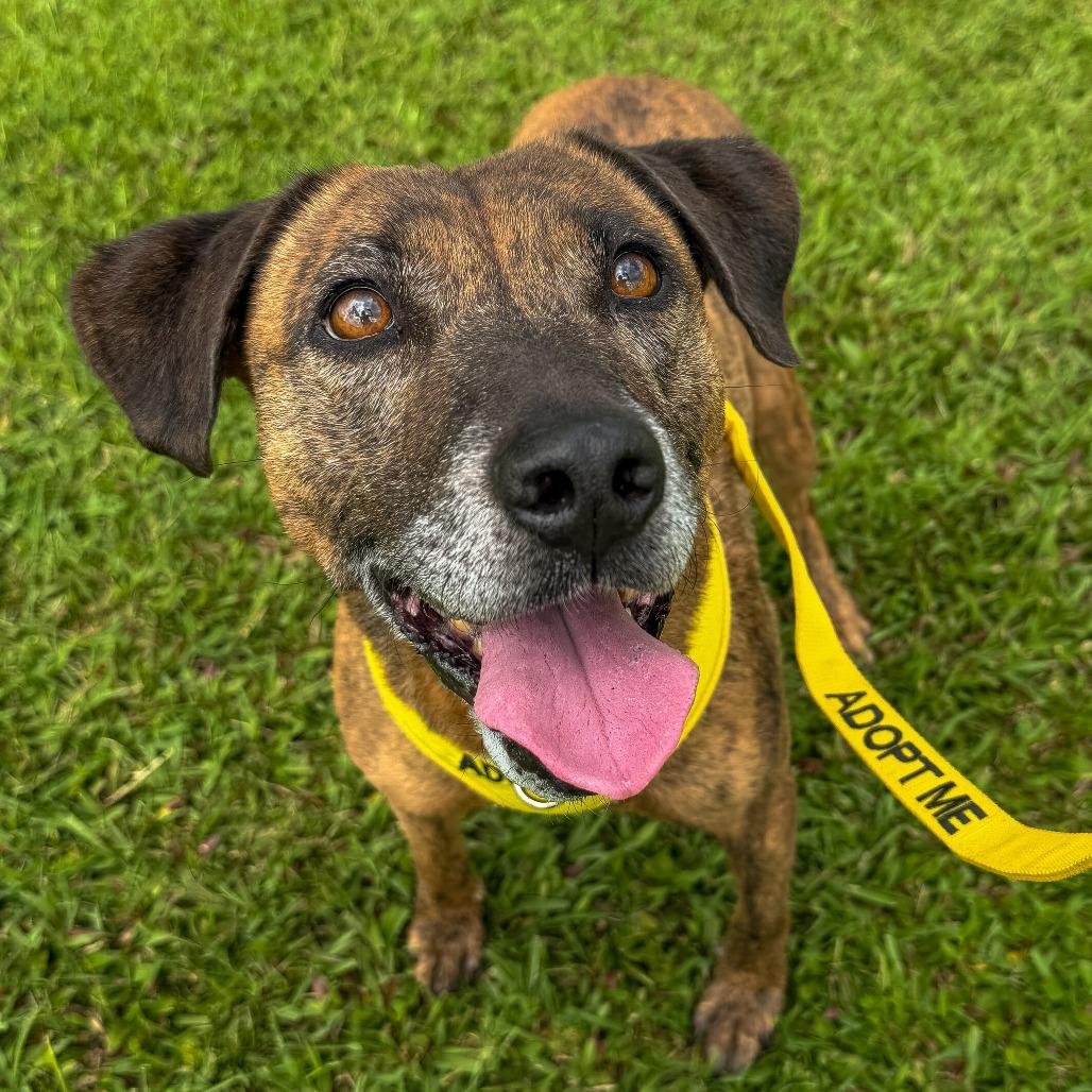Enlarge Ellie, a Adoptable Mixed Breed in Keaau, HI image 6/6