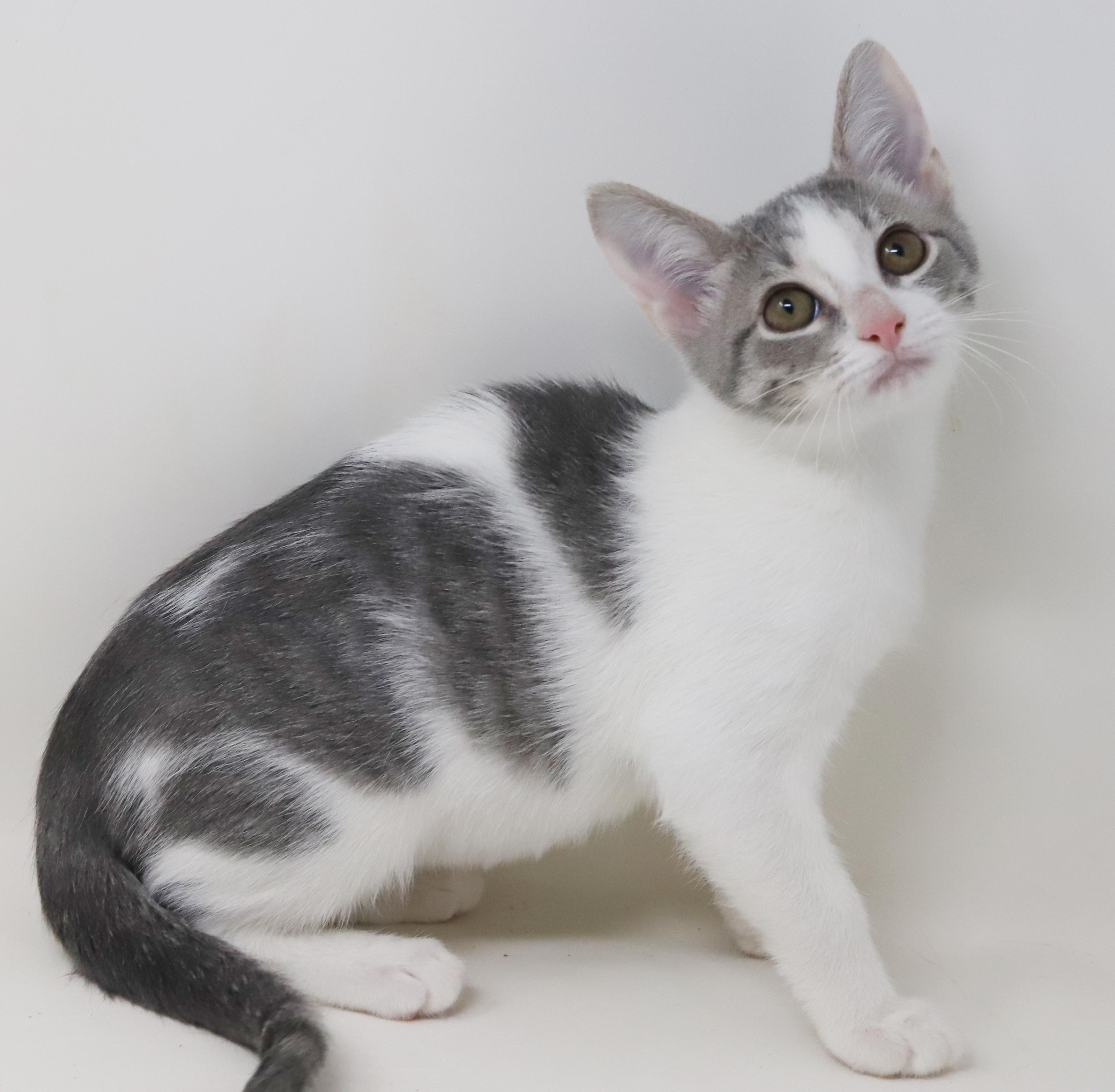 Callisto is our goddess of love n' snuggles! Has black eyeliner WOW!, a Adoptable mixed breed in Bedford Hills, NY image 3/6