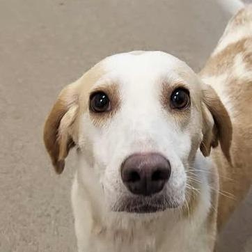 Ticker, a Adoptable Hound in Chatham, VA image 1/2