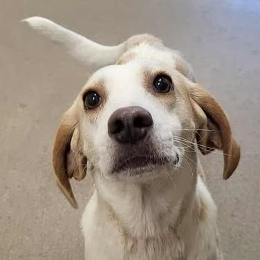 Ticker, a Adoptable Hound in Chatham, VA image 2/2