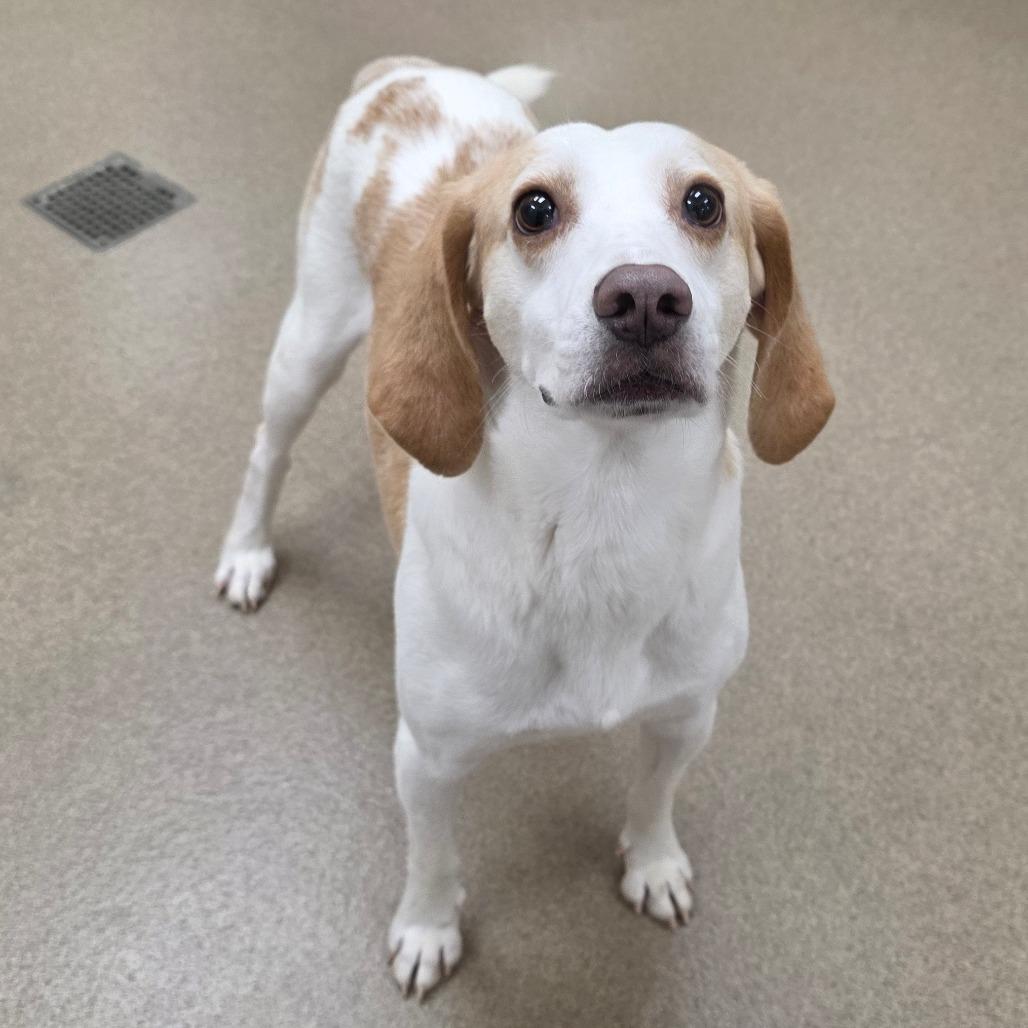 Enlarge Ticker, a Adoptable Hound in Chatham, VA image 3/4