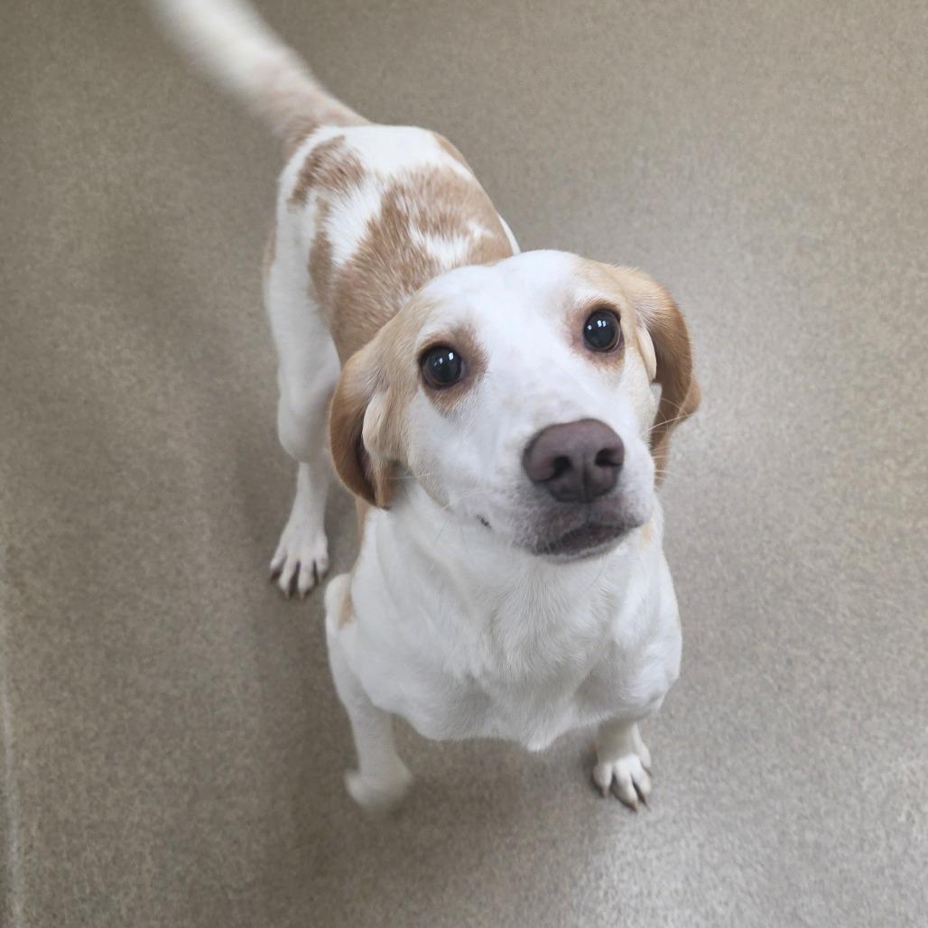 Enlarge Ticker, a Adoptable Hound in Chatham, VA image 4/4
