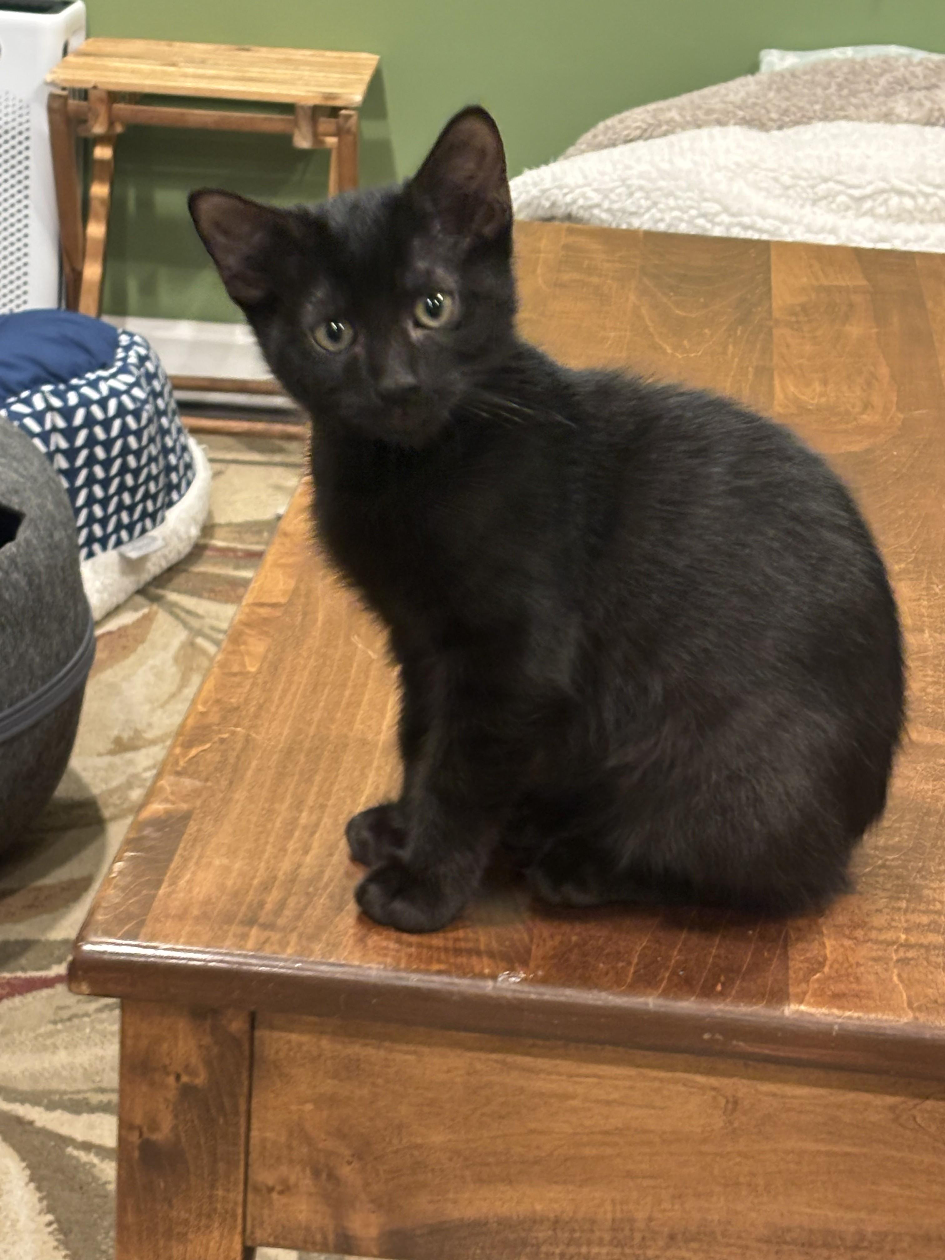 Enlarge Alexis 3, a Adoptable Domestic Short Hair in Plainville, MA image 2/2