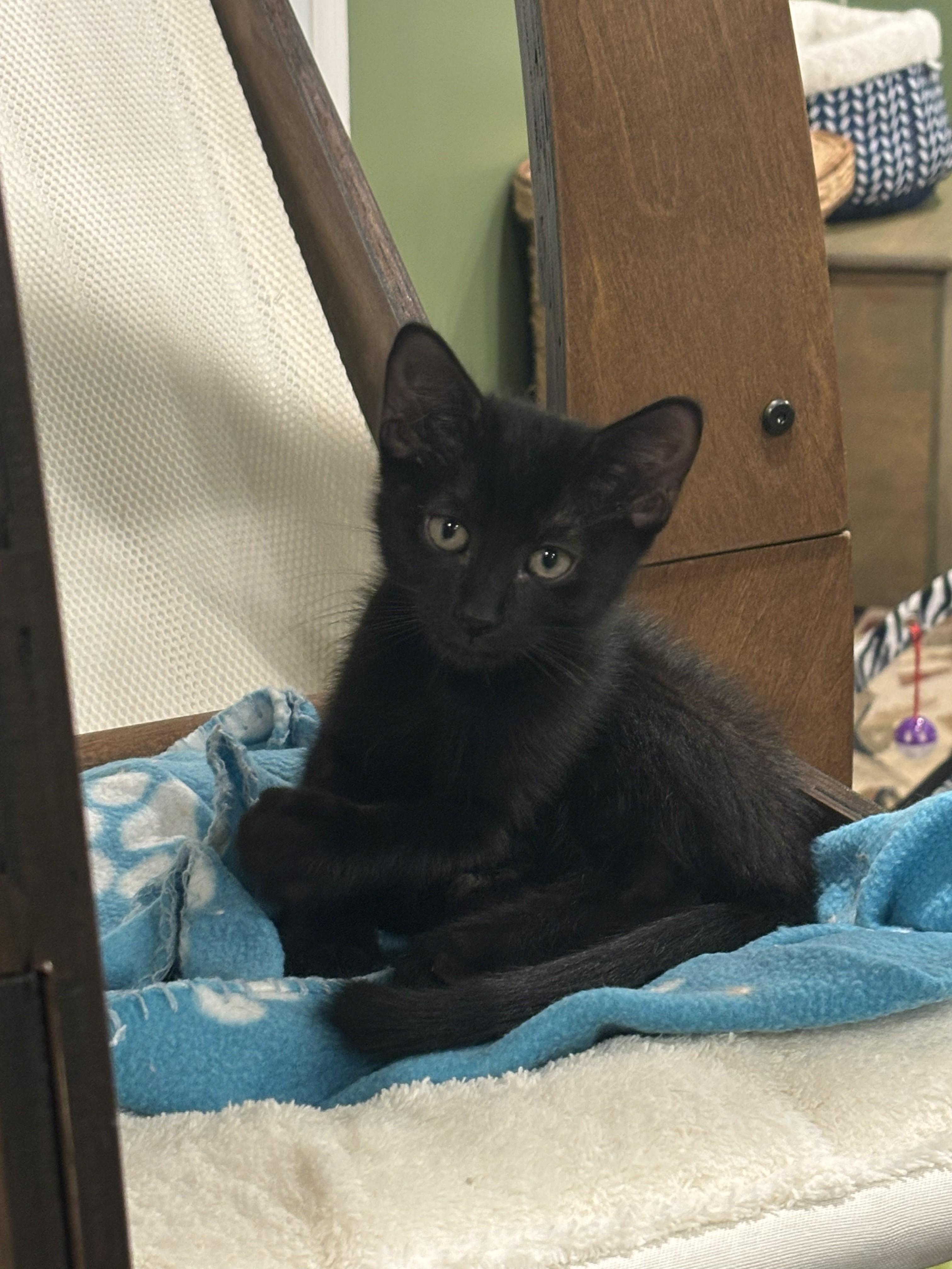 Alexis 3, Adoptable, Kitten Male Domestic Short Hair.