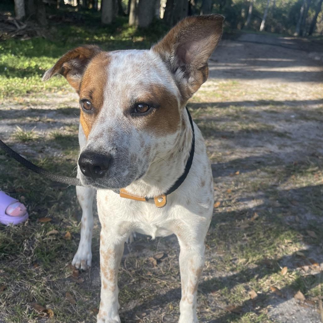 ELFIE, Adoptable, Adult Male Cattle Dog & Mixed Breed.