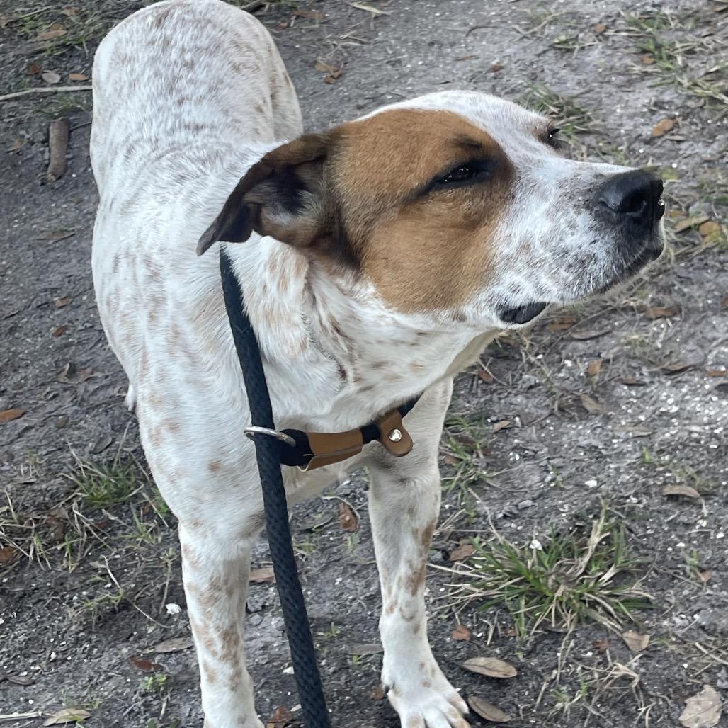 Enlarge ELFIE, a Adoptable mixed breed in Indiantown, FL image 4/6