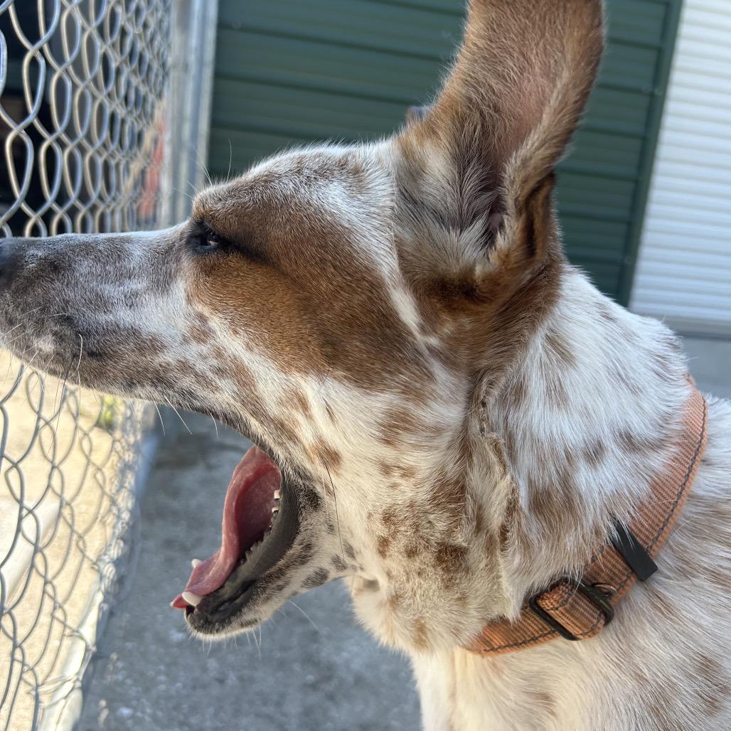 Enlarge ELFIE, a Adoptable mixed breed in Indiantown, FL image 5/6