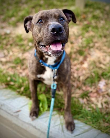 Benson Bone, Adoptable, Adult Male Pit Bull Terrier & Mixed Breed.