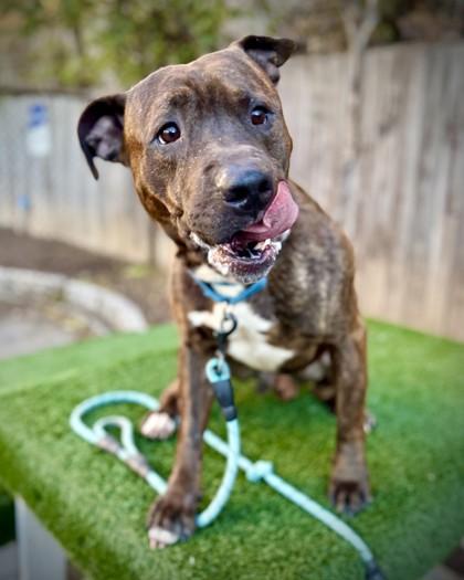 Benson Bone, a Adoptable mixed breed in Washington, DC image 2/3