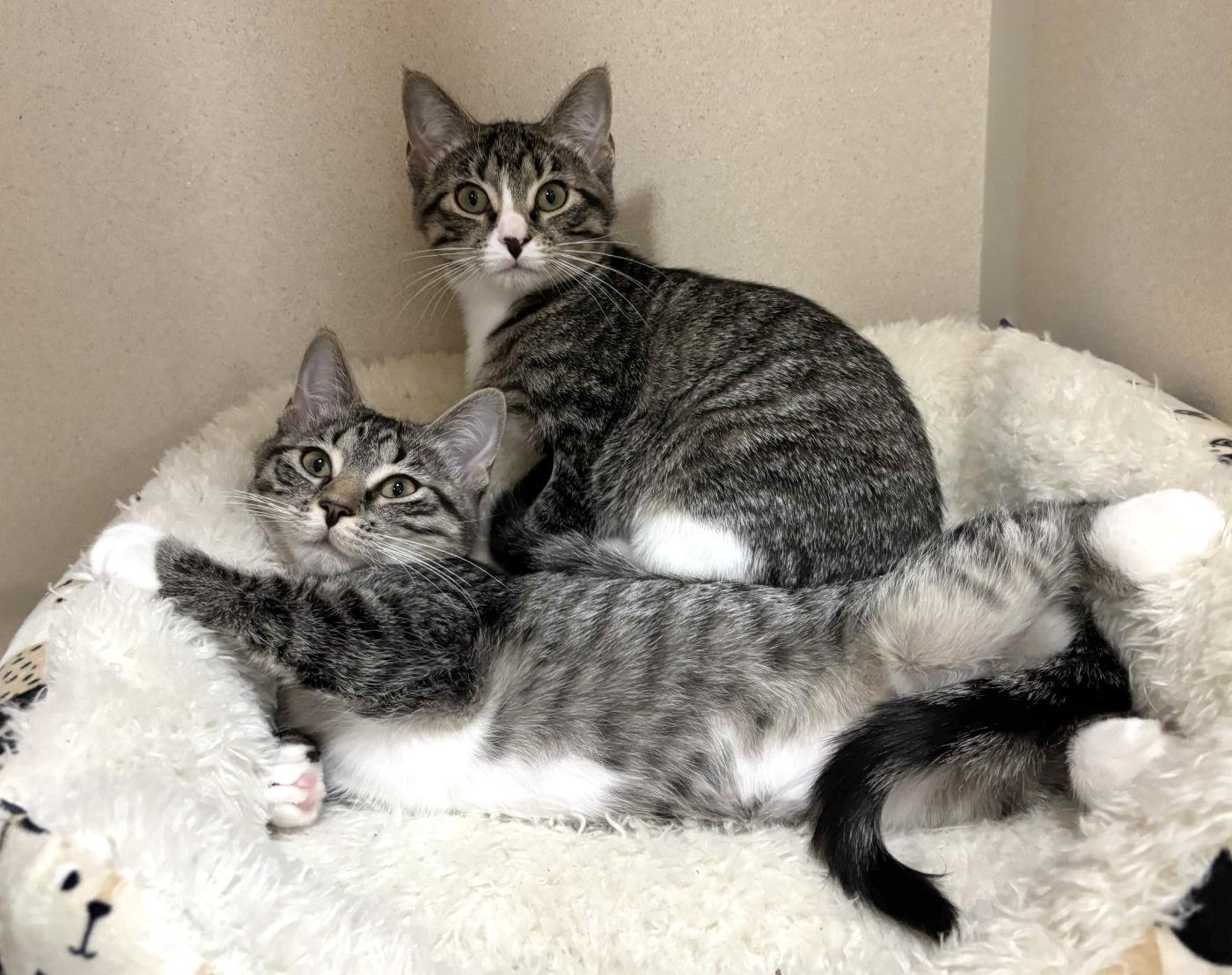 Enlarge Daisy & Dahlia, a ADOPTABLE Domestic Medium Hair in Manitou Springs, CO image 3/3