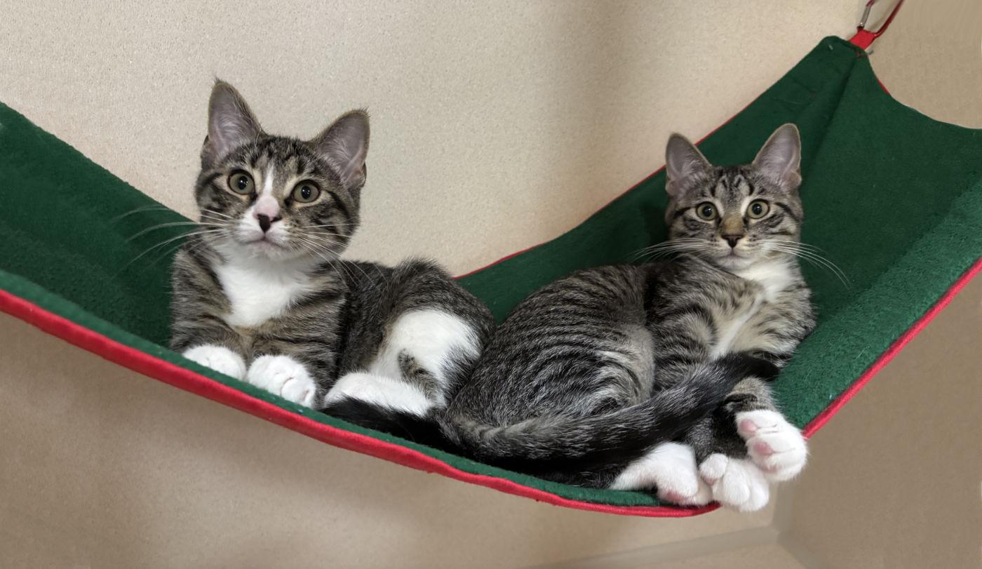 Enlarge Daisy & Dahlia, a ADOPTABLE Domestic Medium Hair in Manitou Springs, CO image 2/3