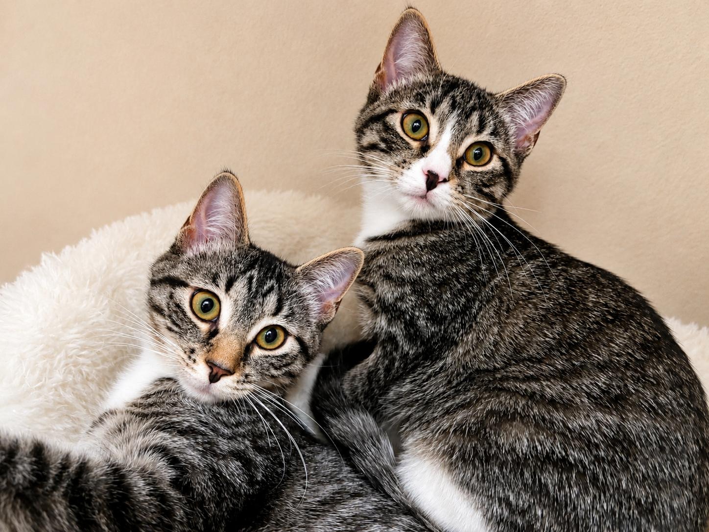 Enlarge Daisy & Dahlia, a ADOPTABLE Domestic Medium Hair in Manitou Springs, CO image 1/3