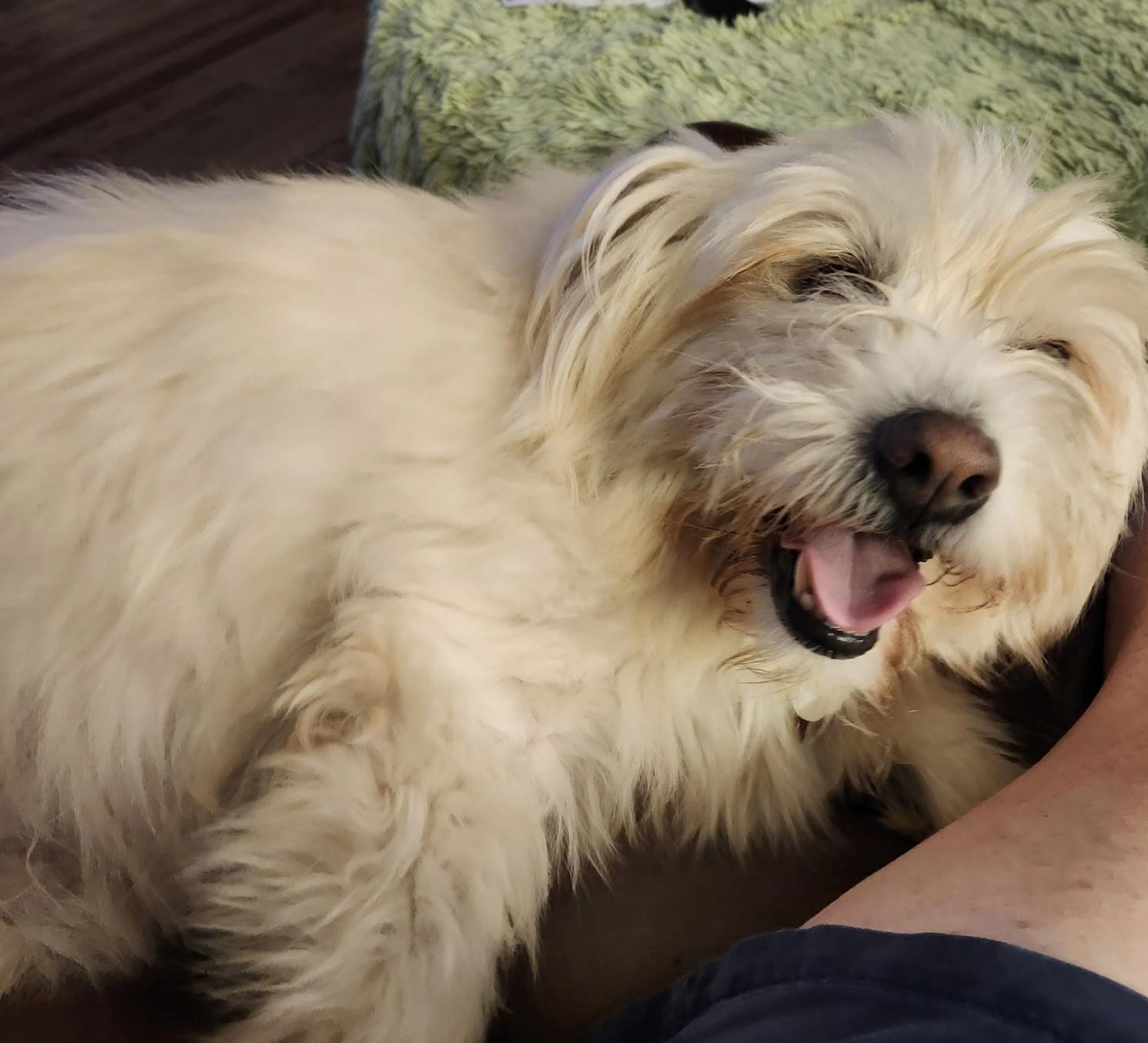 Enlarge PATRICK, a Adoptable mixed breed in fort worth, TX image 1/6