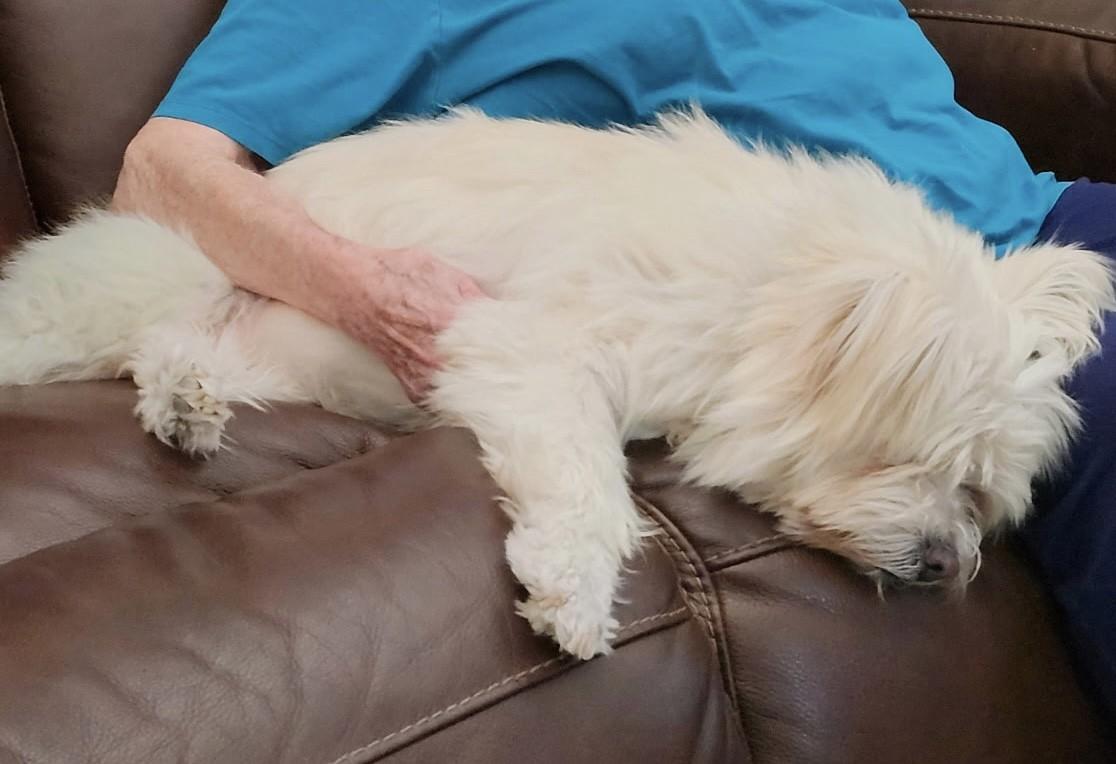 Enlarge PATRICK, a Adoptable mixed breed in fort worth, TX image 2/6