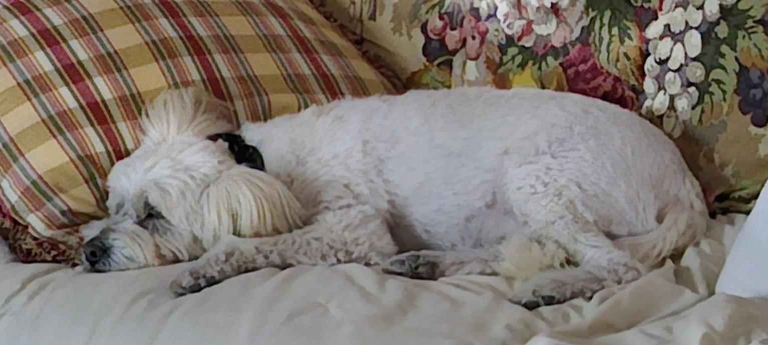 Enlarge PATRICK, a Adoptable mixed breed in fort worth, TX image 3/6